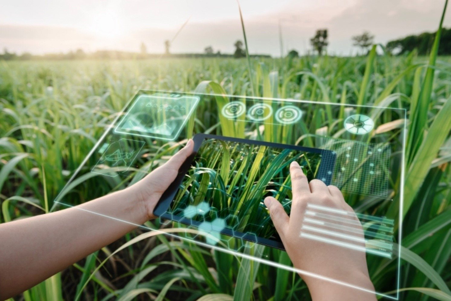 AI in Agriculture